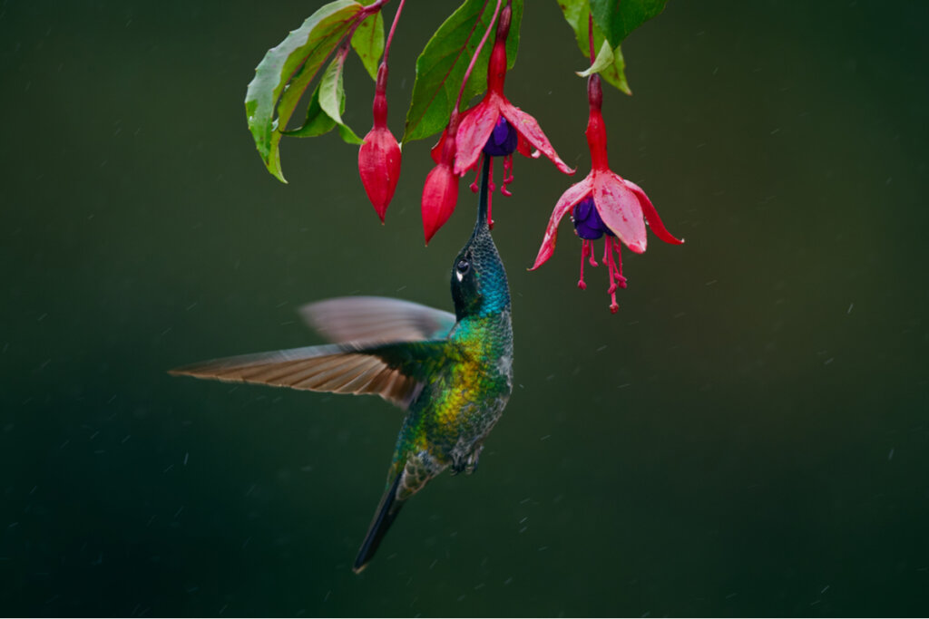 Las flores que atraen a los colibríes