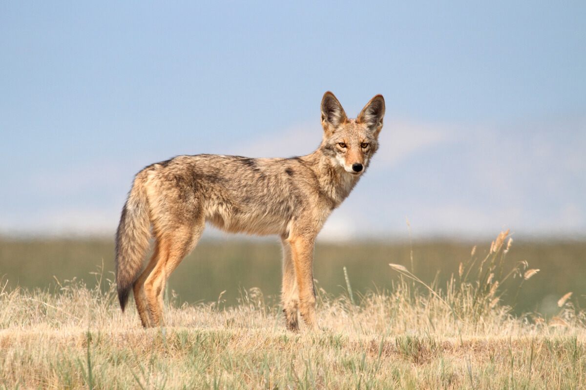 A coyote staring at the camera. There are many differences between wolves, foxes, and coyotes.