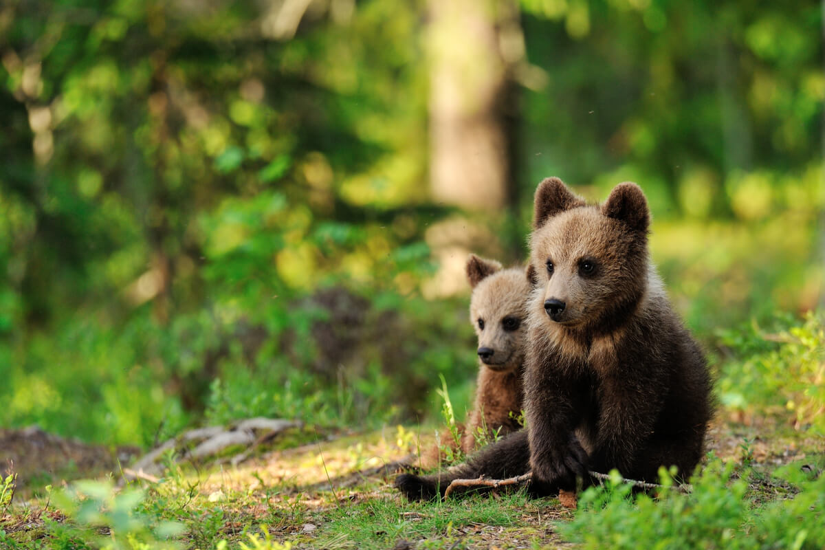 Unas crías de oso en el bosque.