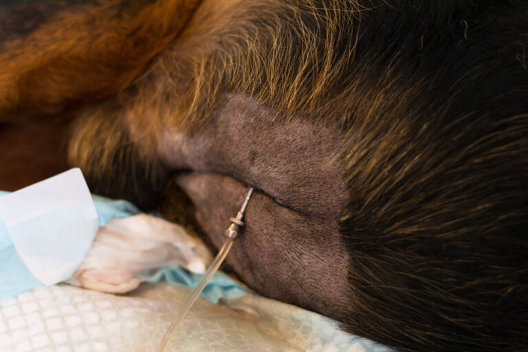 Cuatro causas de derrame abdominal en animales de compañía