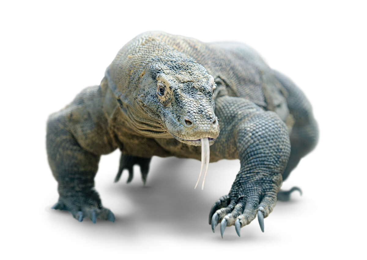 Los dragones de Komodo son animales carroñeros.