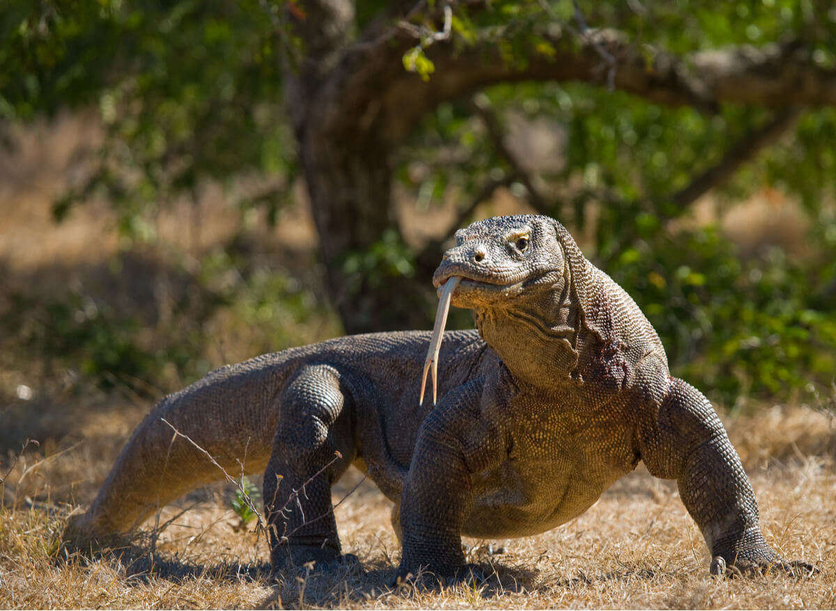 Un dragón de Komodo.