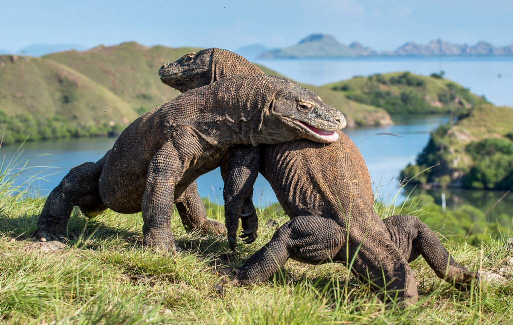 Dragones de Komodo peleando.