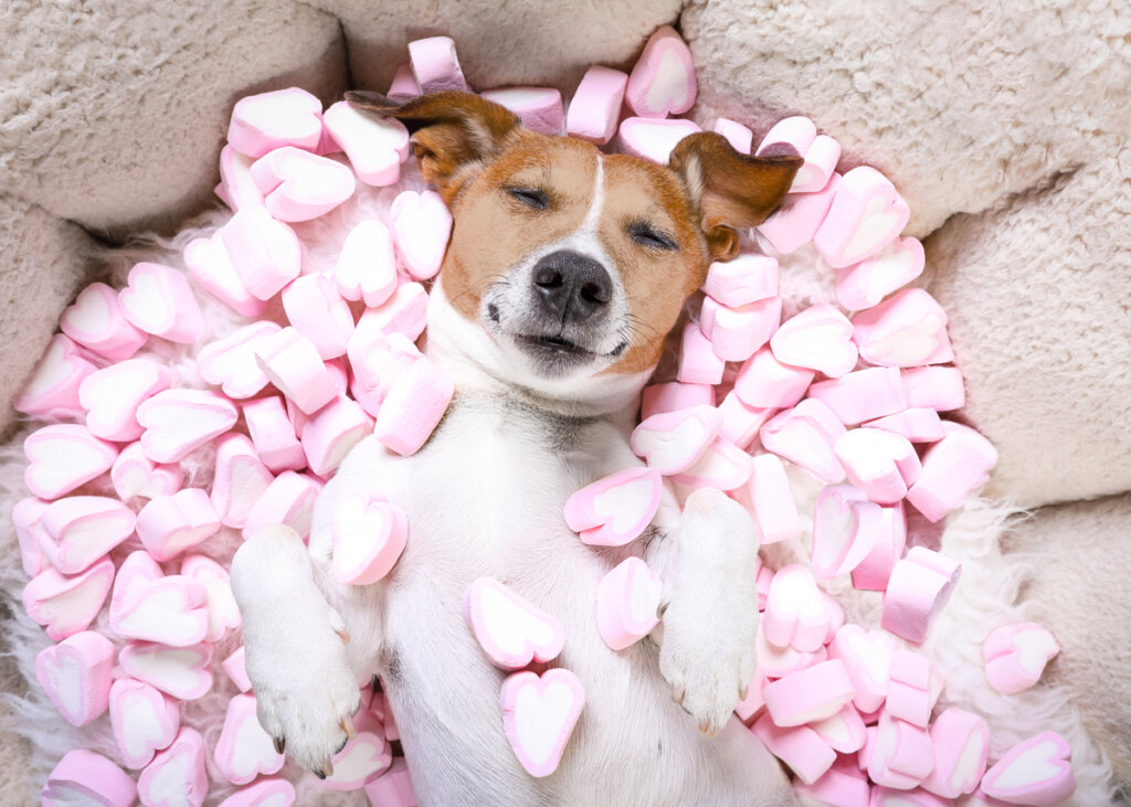 ¿Son peligrosos los dulces para los perros?