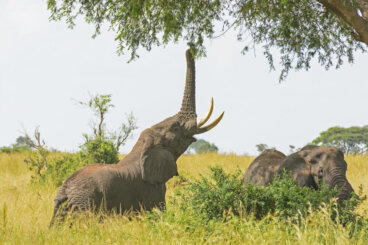 Las particularidades de la alimentación de elefantes en cautividad