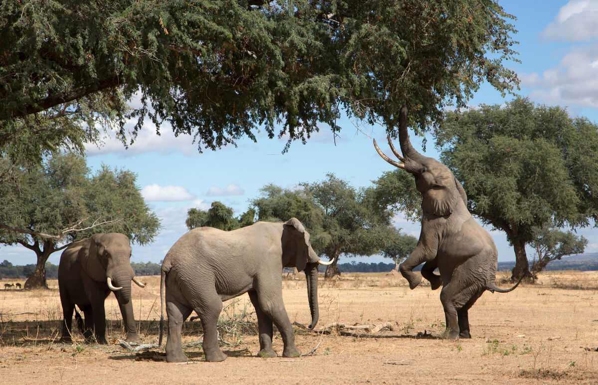 Elefantes comiendo de árboles.