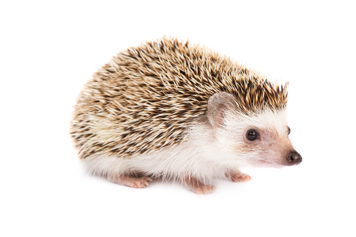 An African hedgehog on a white background.