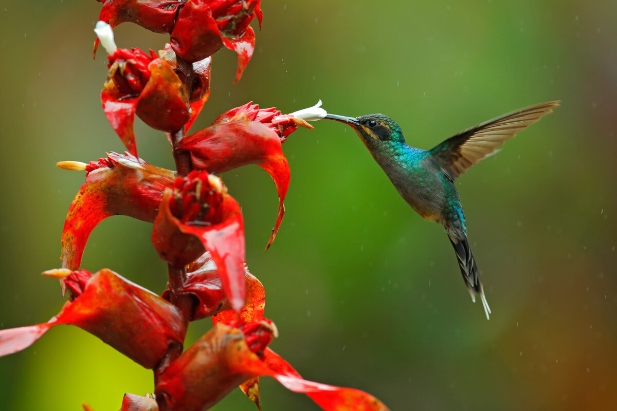 El ermitaño verde es una de las aves chupadoras de nectar.