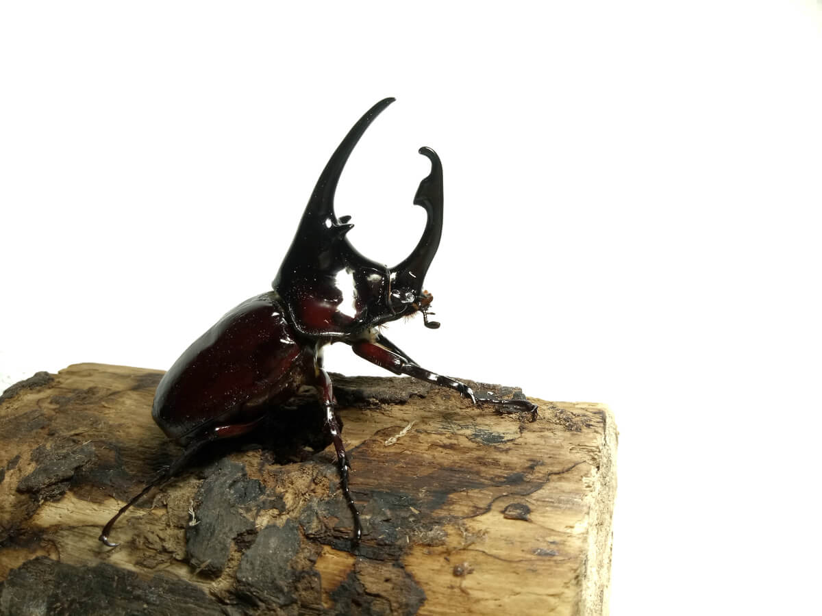 Un escarabajo centauro sobre un fondo blanco.
