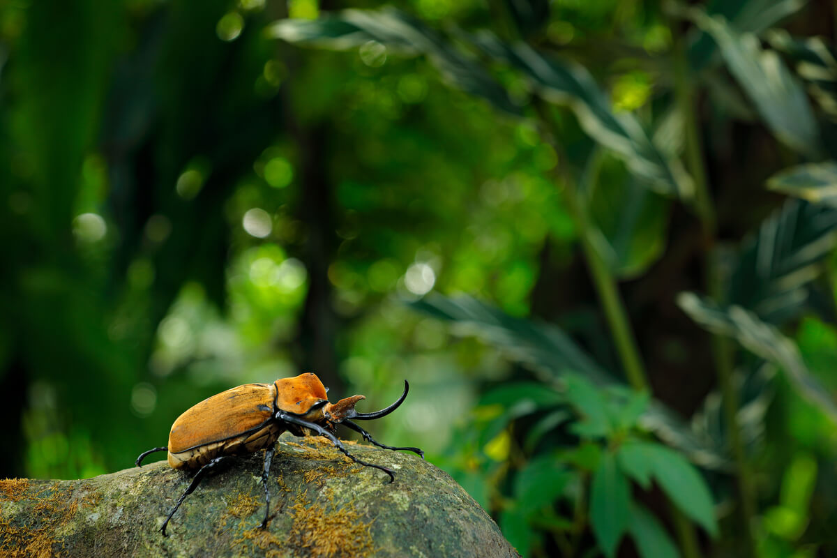 Un escarabajo elefante sobre un tronco.