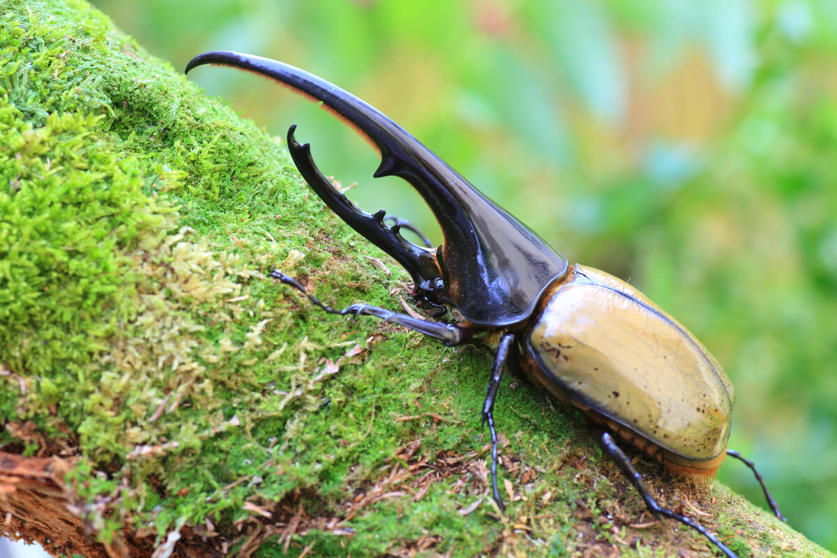 Un escarabajo hércules.