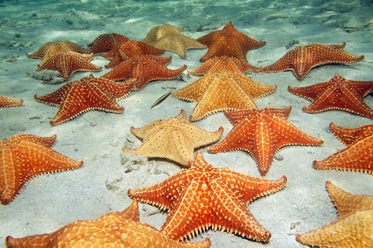 Estrellas de mar.