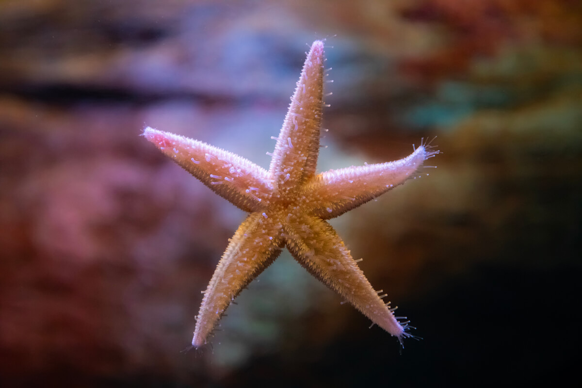 Una estrella marina pegada al cristal.