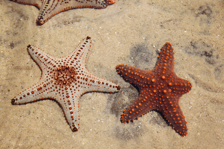 La regeneración en estrellas de mar: ¿el secreto de la vida?