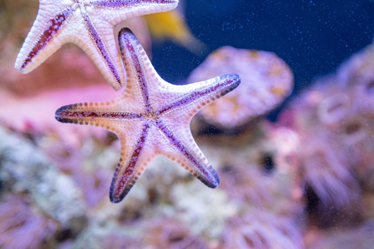 La reproducción en las estrellas de mar es apasionante.