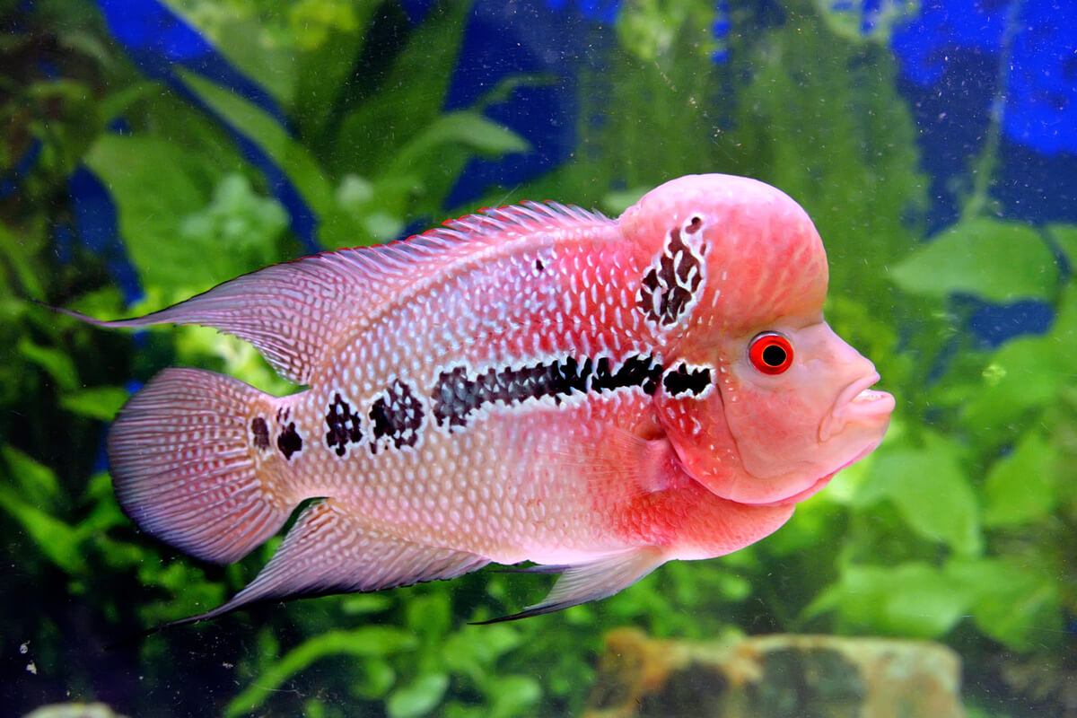 Un pez flowerhorn en un acuario.