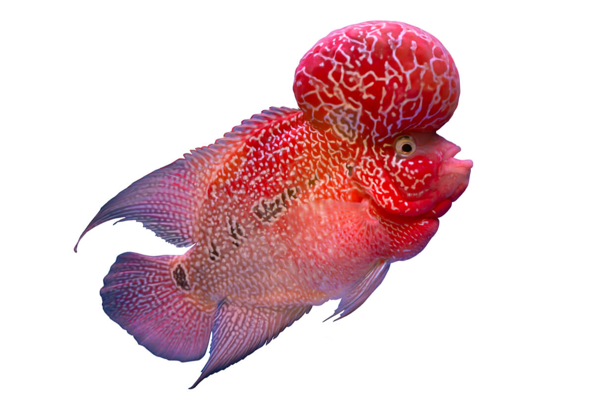 un pez flowerhorn rojo