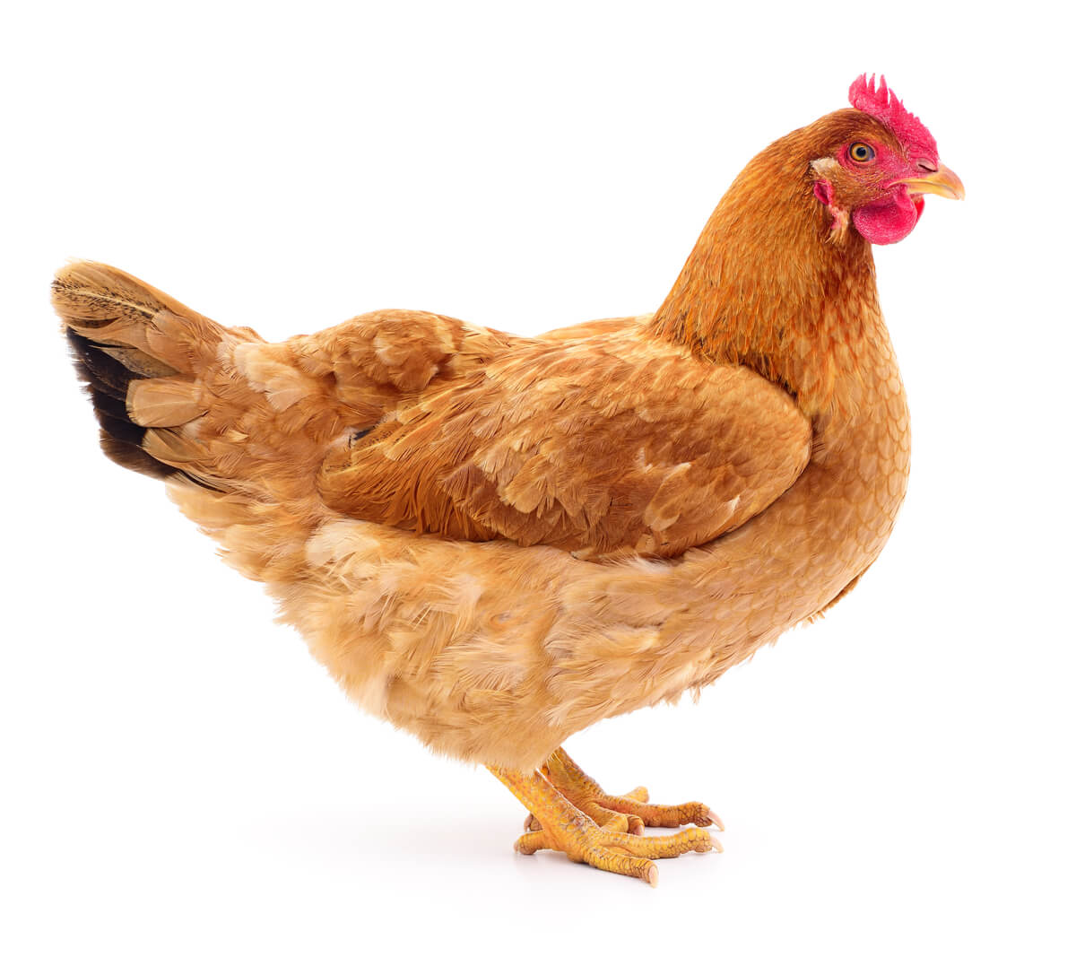 Una gallina marrón con un fondo blanco.