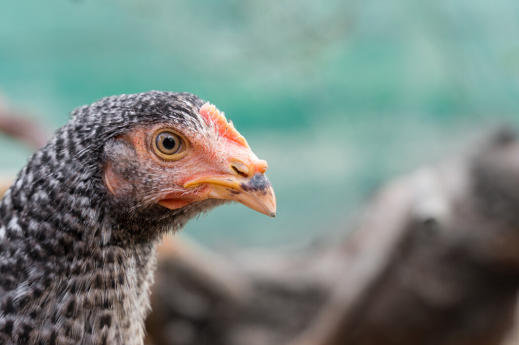 Una cabeza de una gallina hecha zoom.