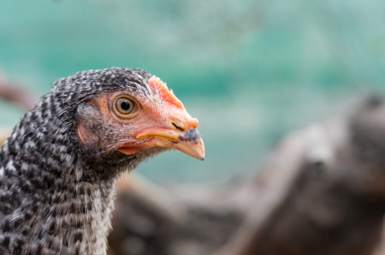La gallina: ¿descendiente del T-Rex?