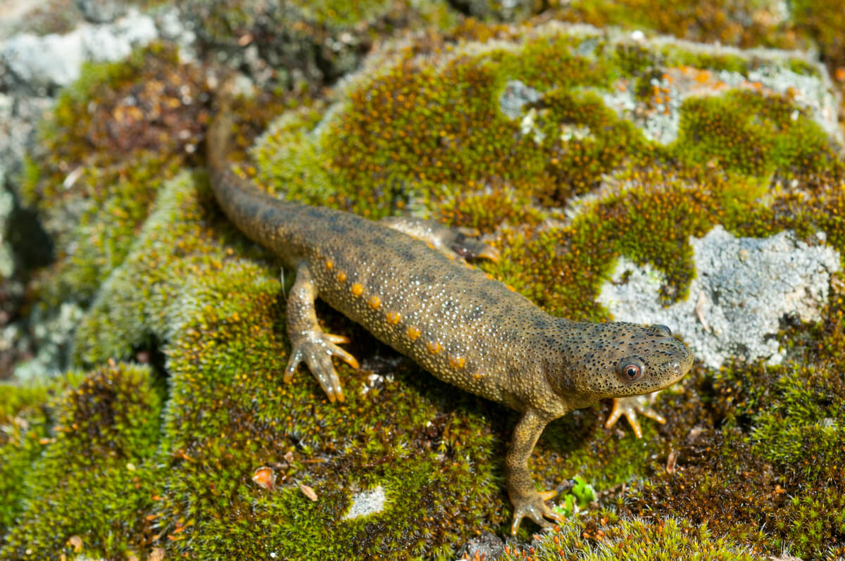 A newt.