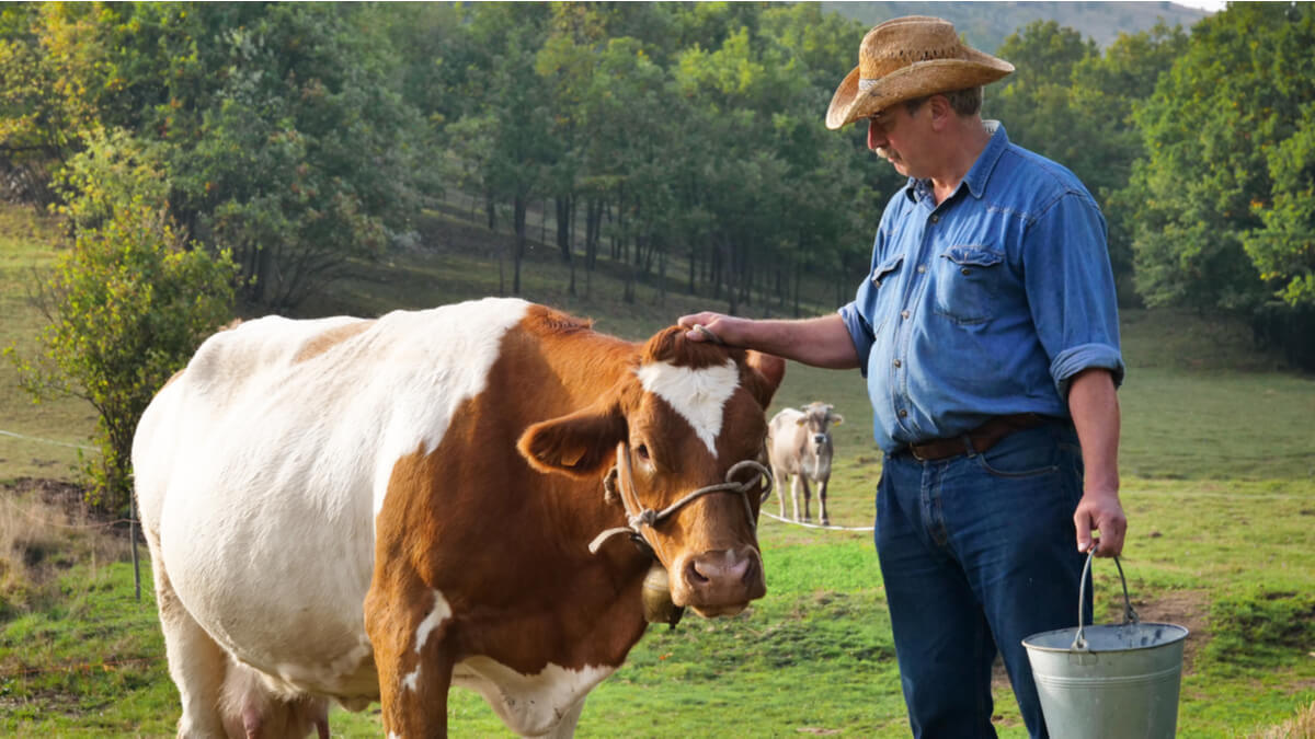 Micotoxinas e produção animal.