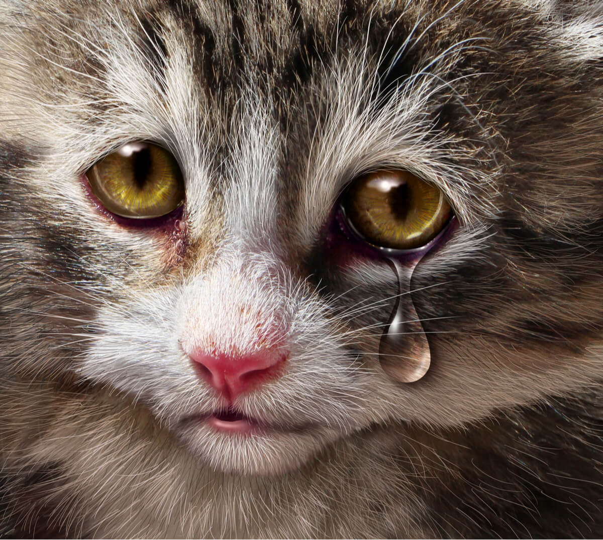Un fotomontaje de un gato llorando.