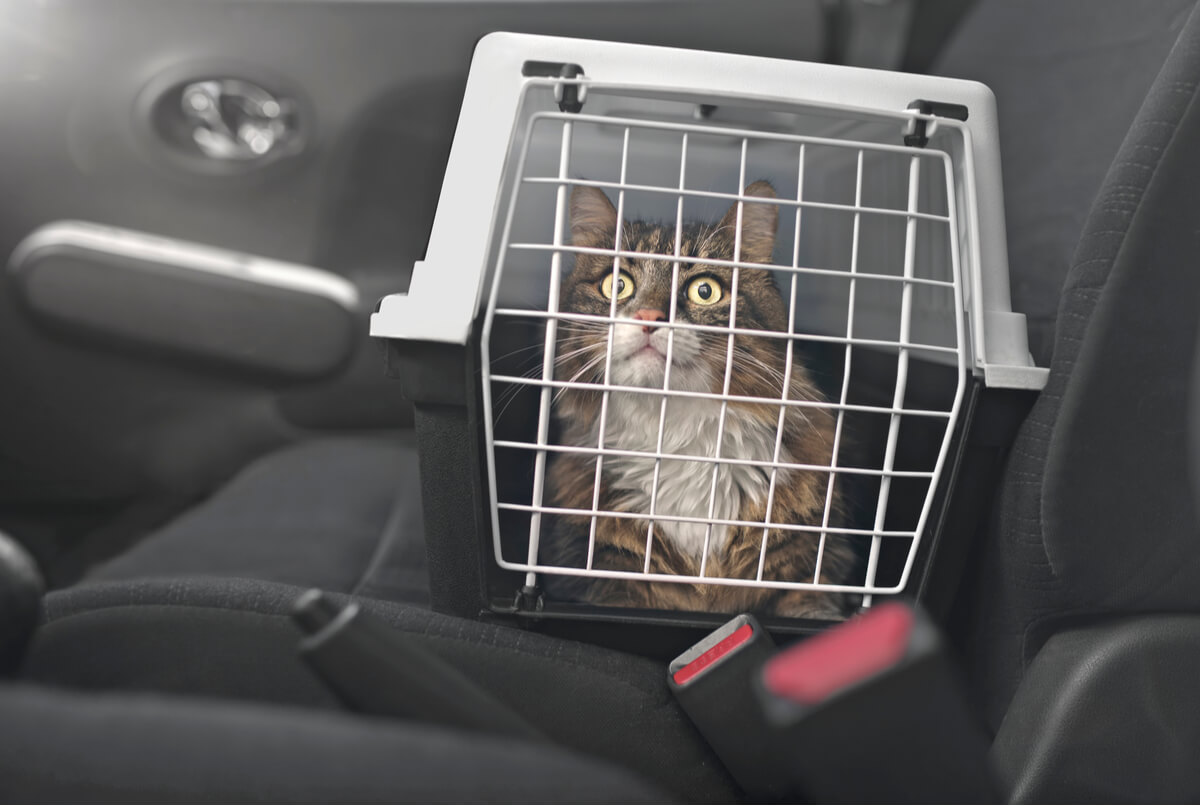 Un gato en un transportín dentro de un coche.