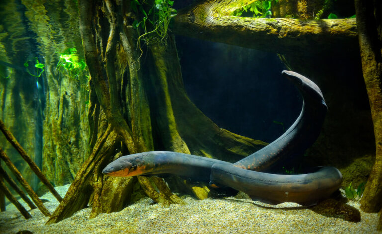 Los gimnotos: seres maravillosos del río Amazonas