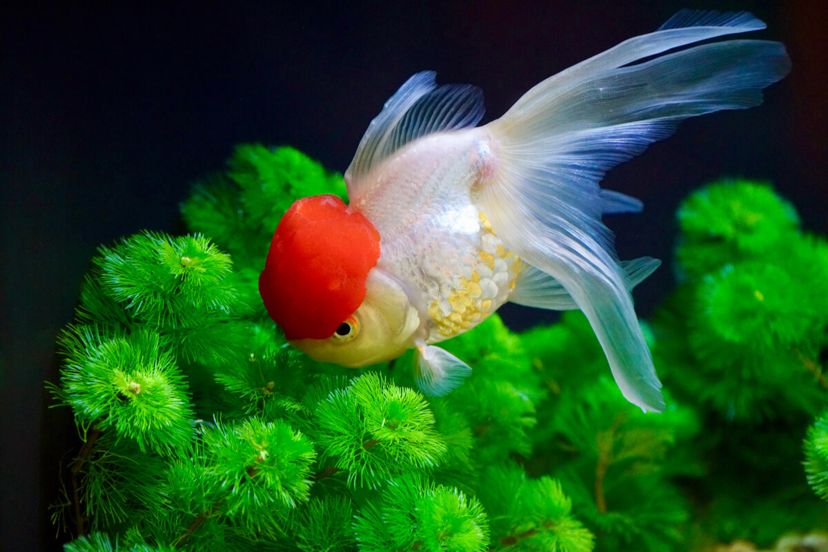 Un ejemplar de goldfish oranda.