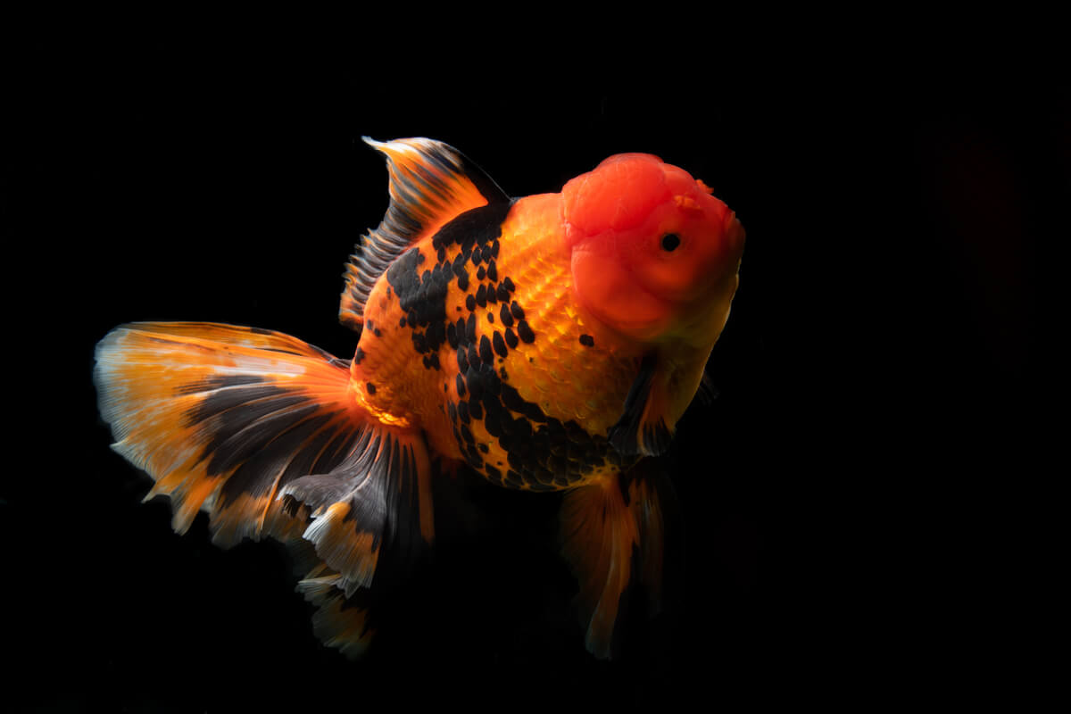 A ranchu goldfish on a black background.