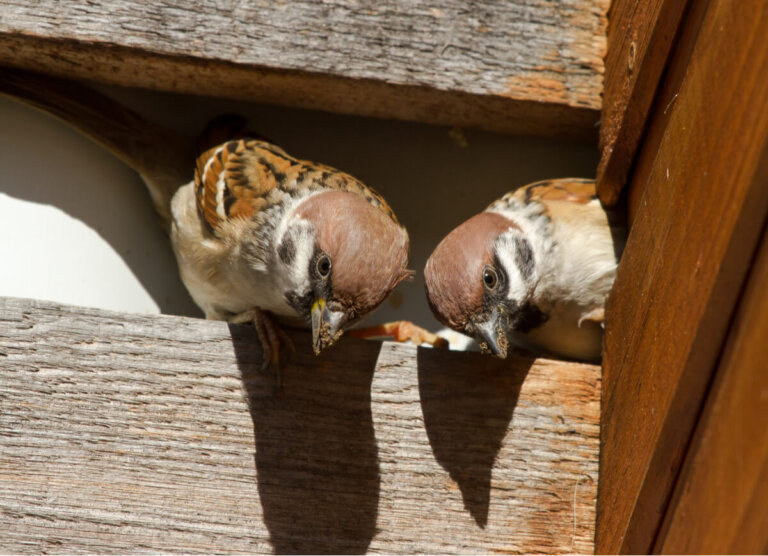 ¿Cómo ahuyentar pájaros?