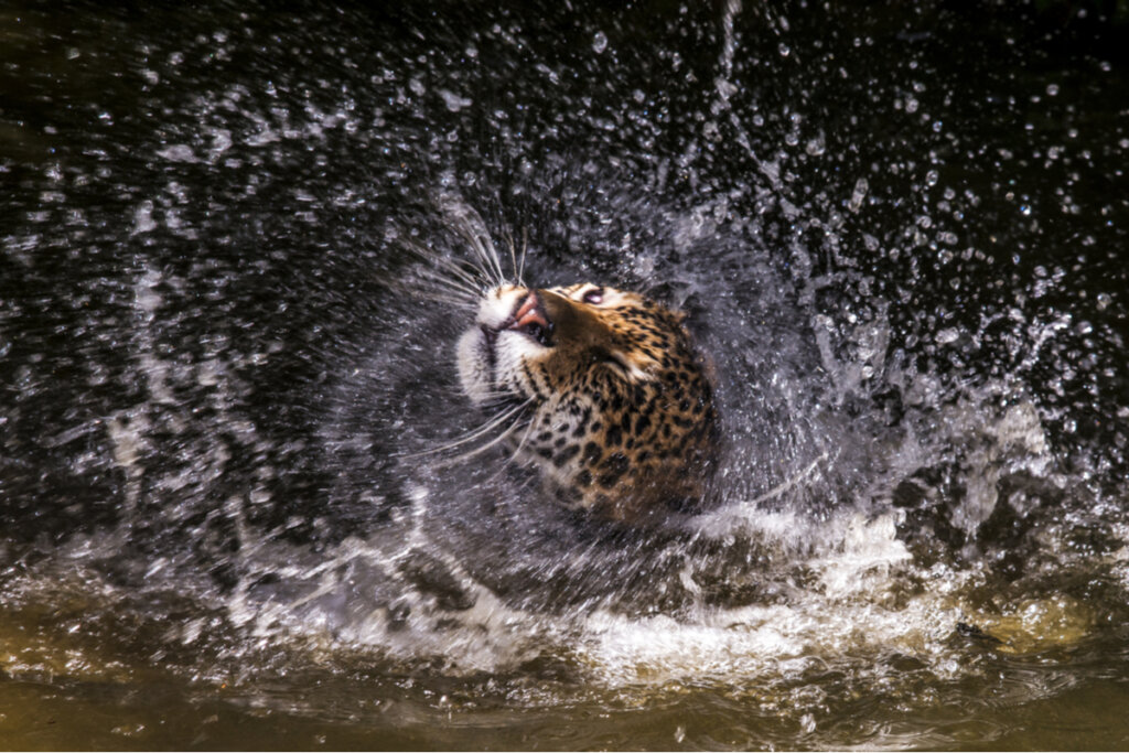 El gran felino es una especie clave.