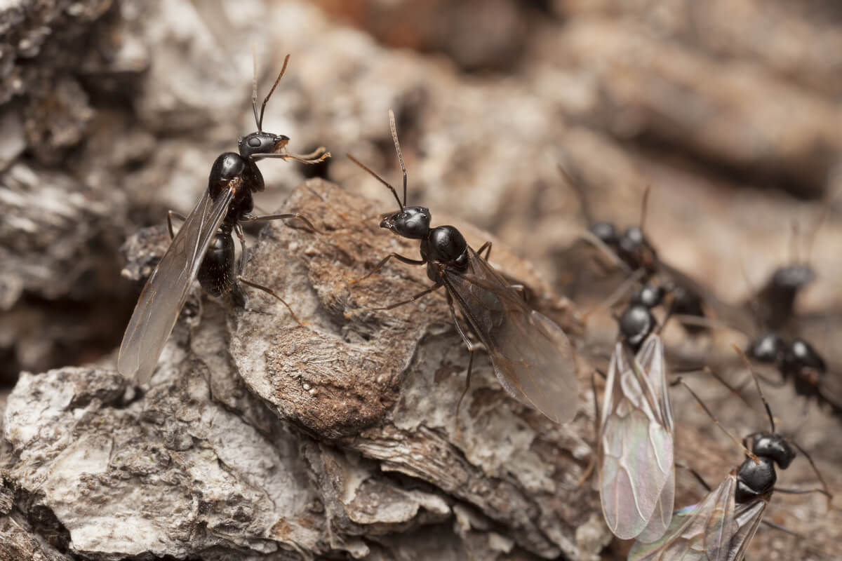 Un grupo de hormigas aladas.