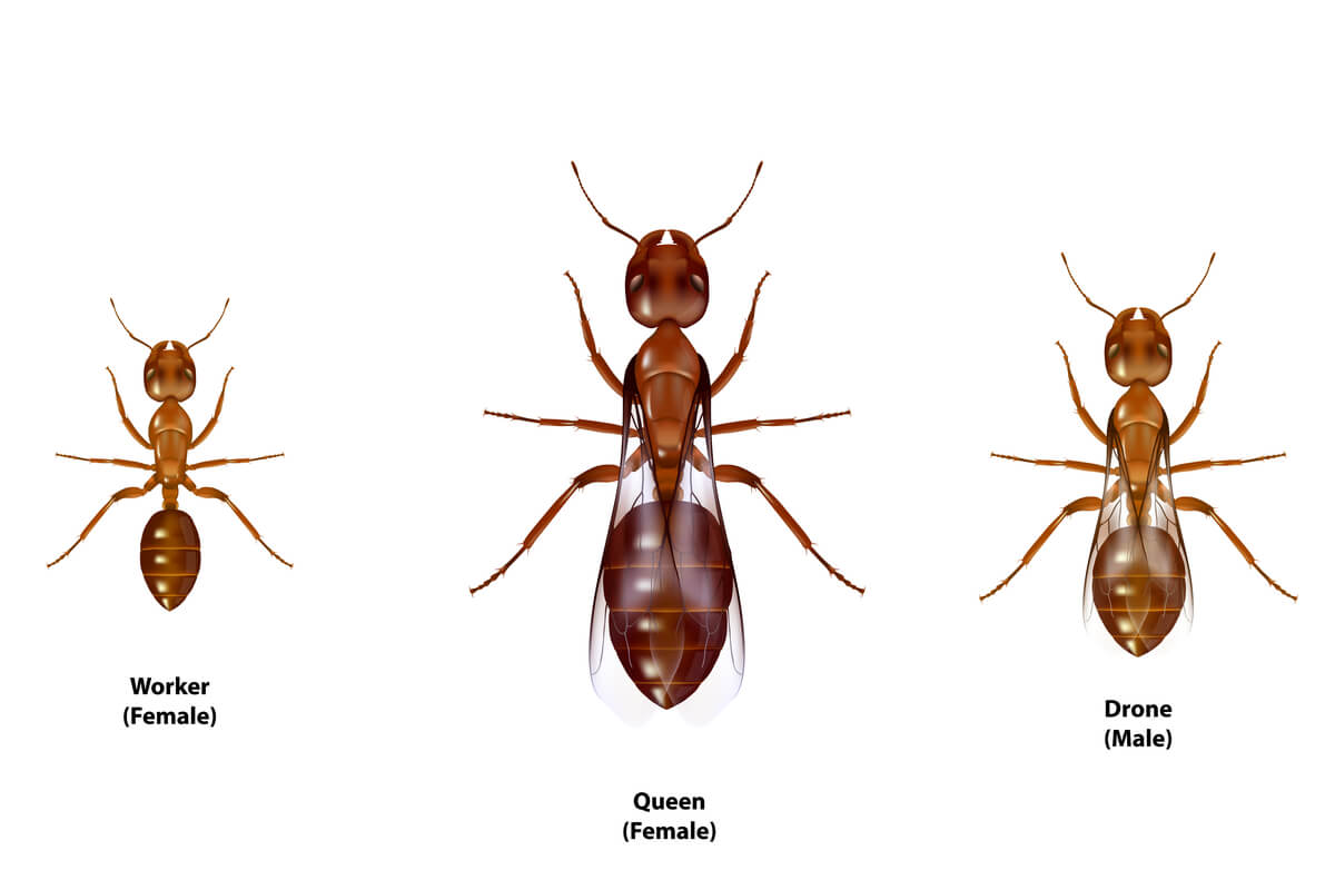 Dibujo con tipos de hormigas.