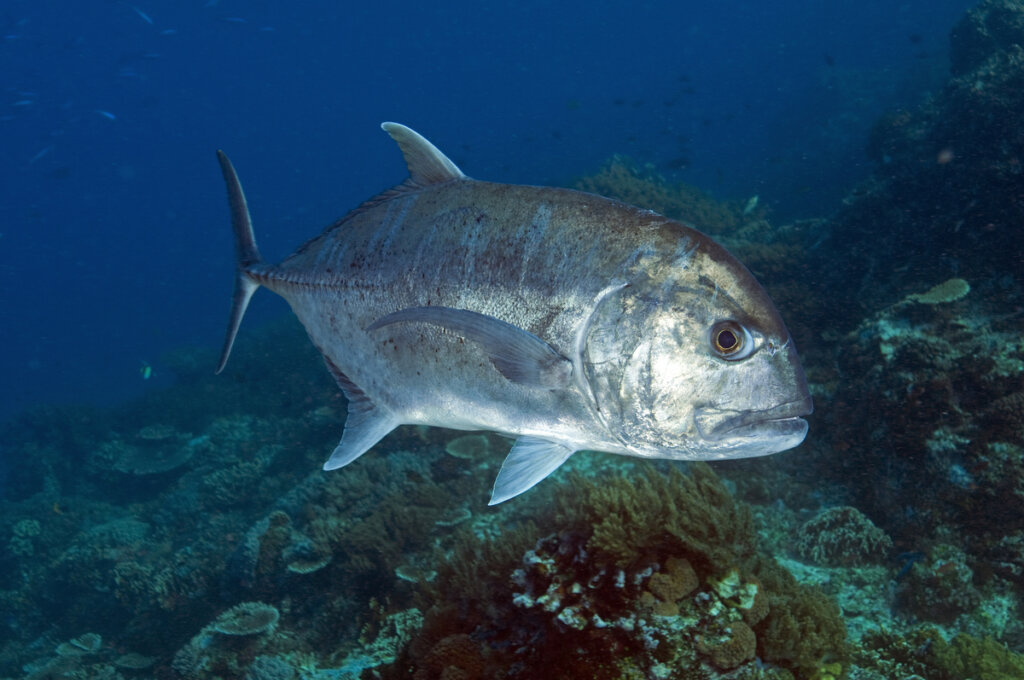 El jurel gigante: un pez comepájaros