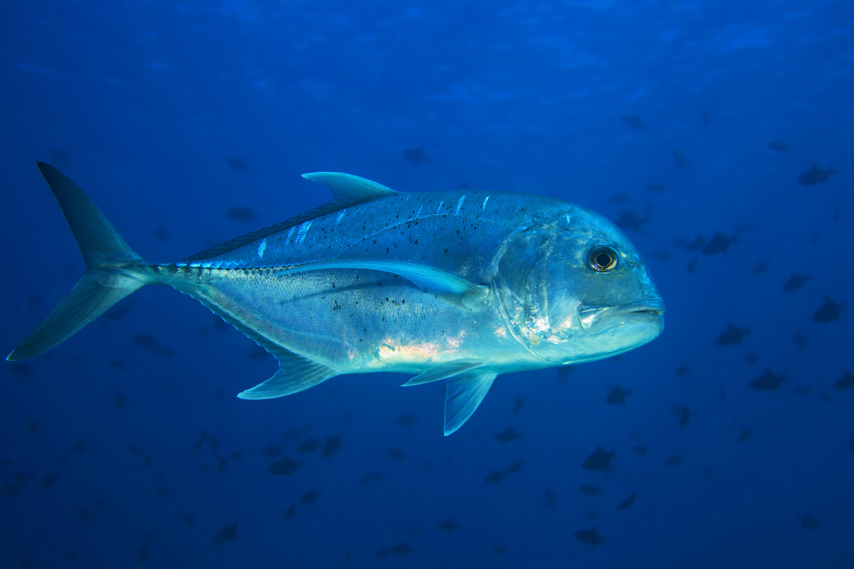 Un jurel gigante bajo el agua.
