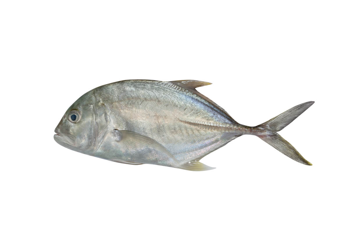 Un jurel gigante sobre un fondo blanco.