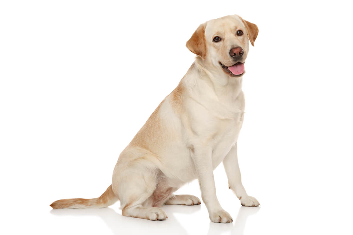 Un labrador retriever.