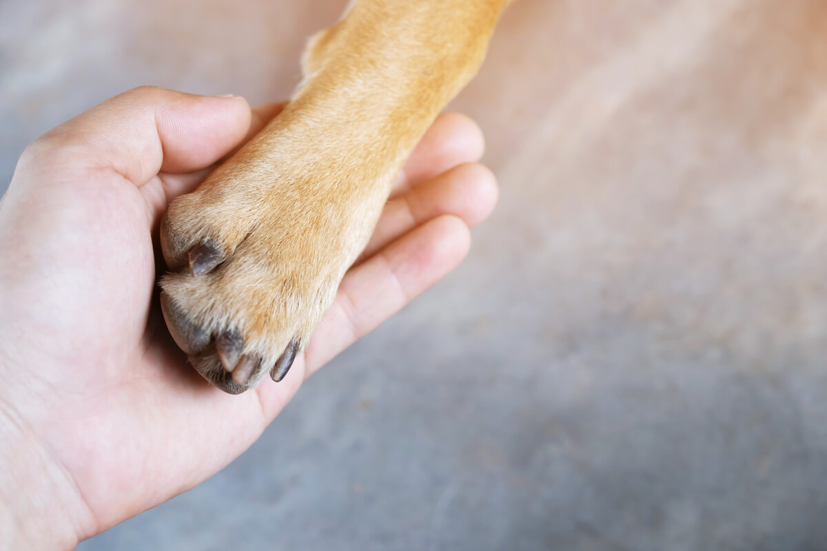 Un perro y su dueño se dan la mano.