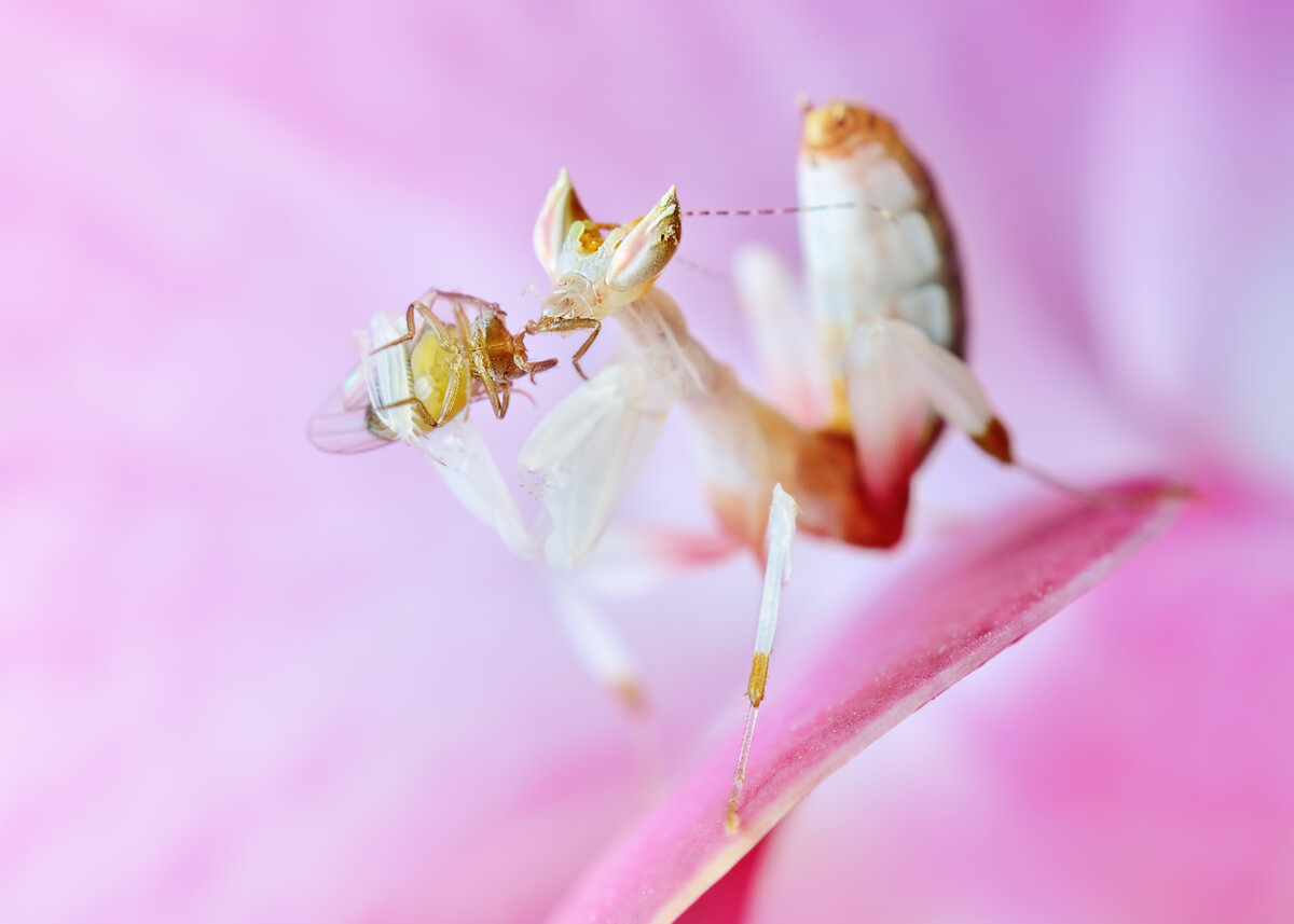 Una mantis orquídea comiéndose a un insecto.