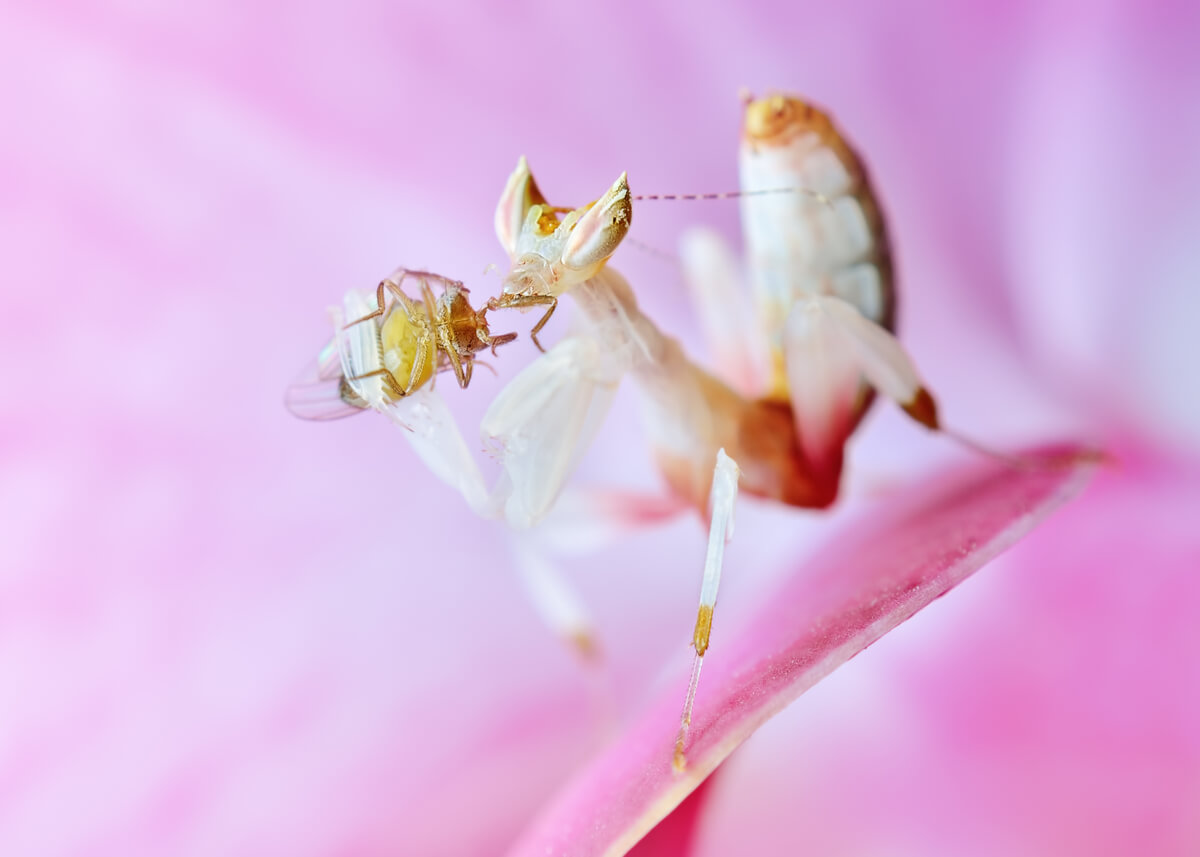 Una mantis orquídea ejerciendo el camuflaje.