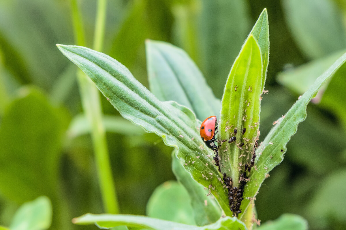 Ladybugs and pest control.