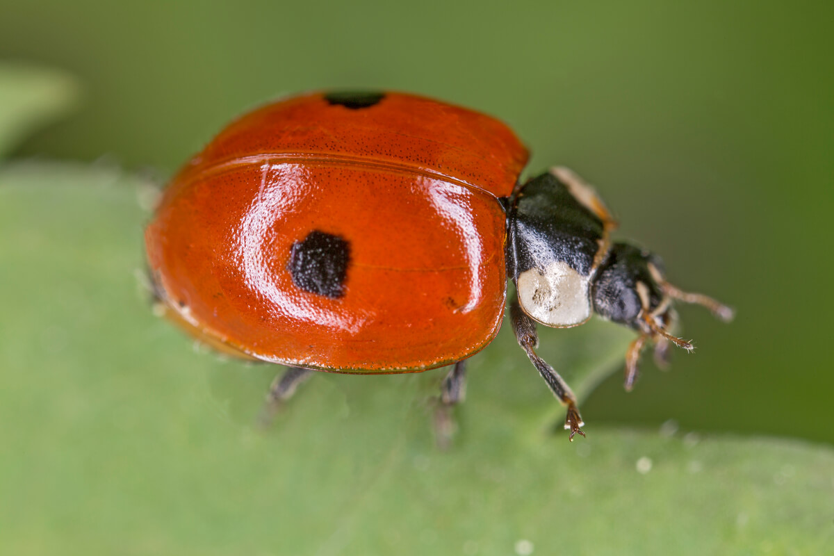 Ladybugs and pest control.