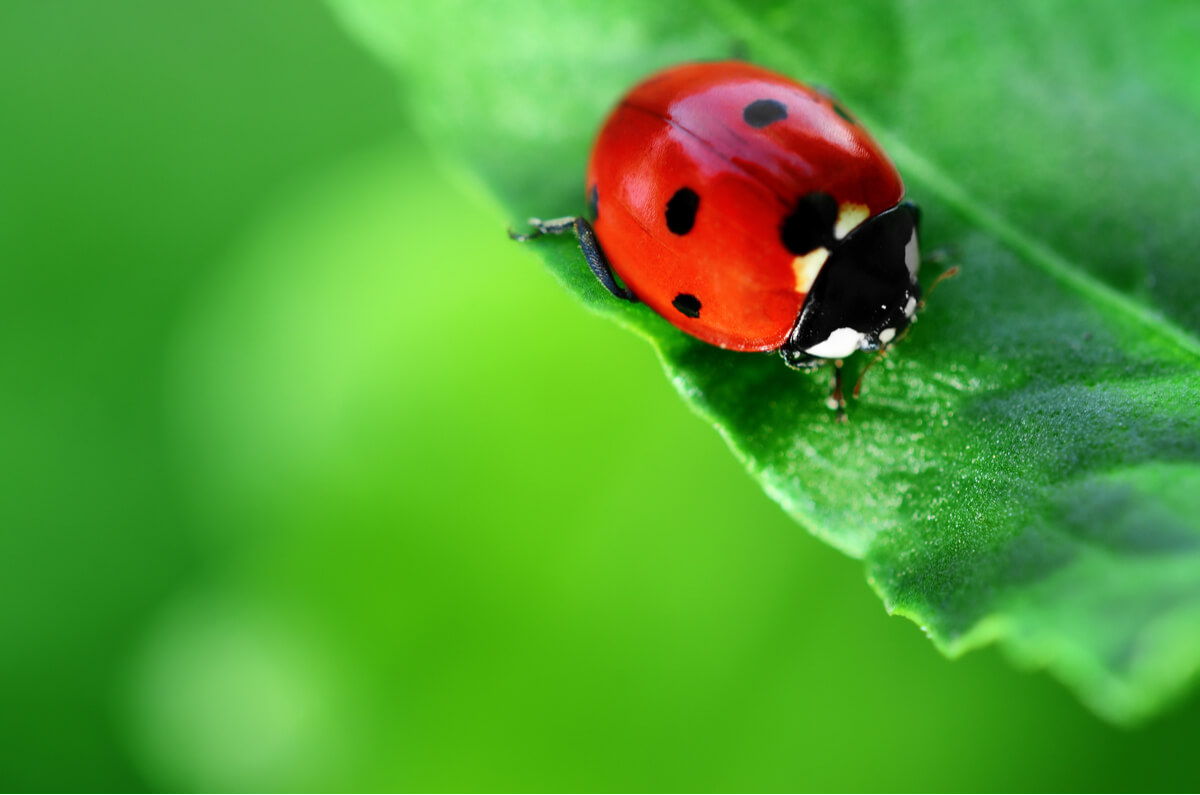 Una coccinella su una foglia.
