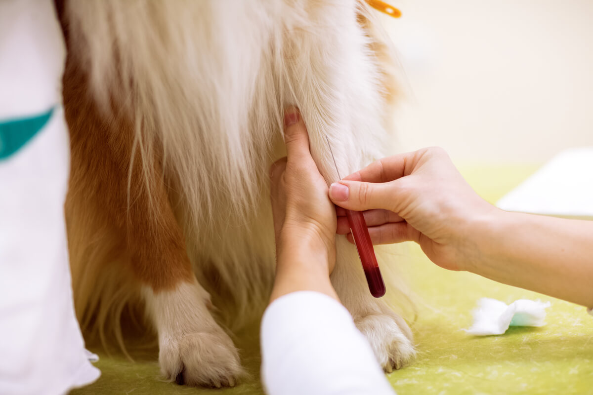 Muestra de sangre de un perro.