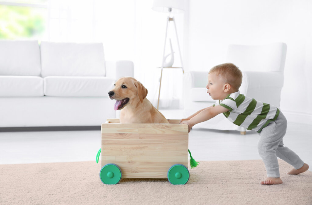 Juguetes hechos con materiales reciclados para mascotas
