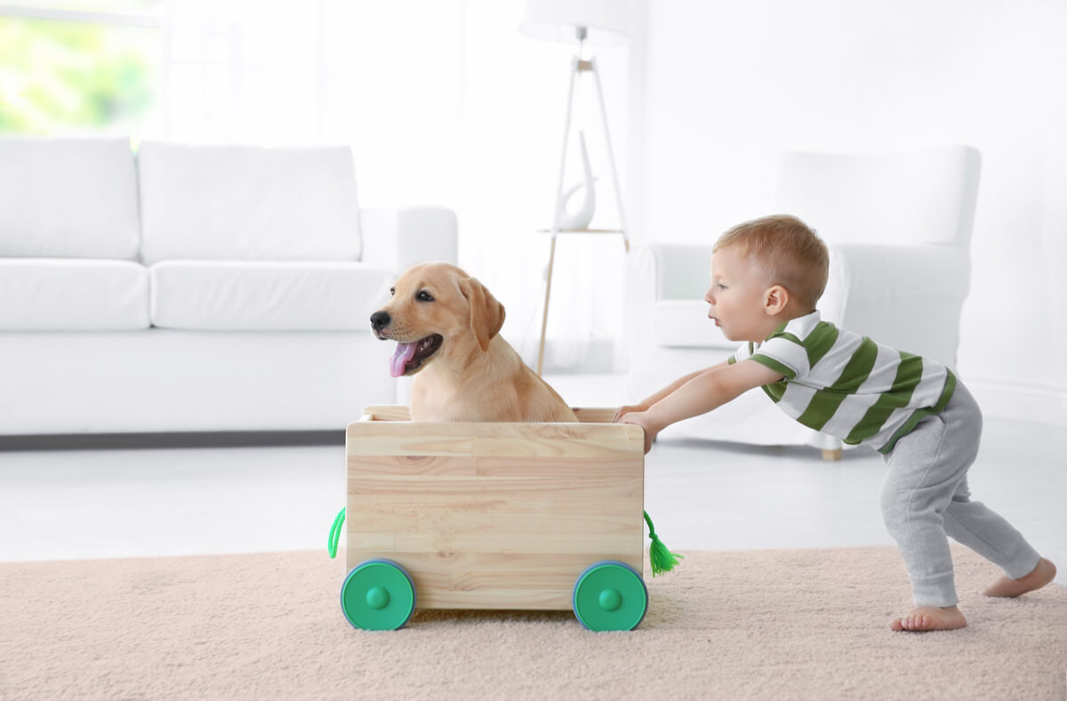 Un niño tirando de un carro con un labrador dentro..