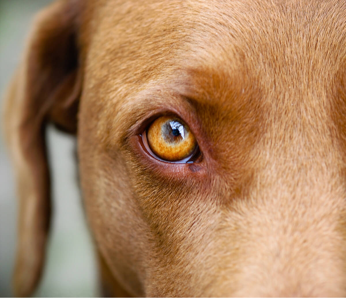 A dog with a red and swollen eye.