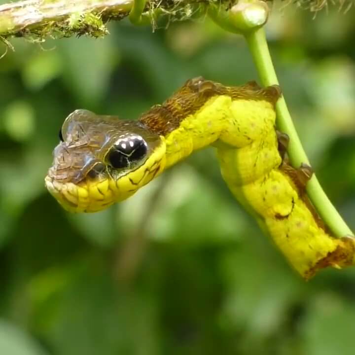 La oruga serpiente: características y curiosidades